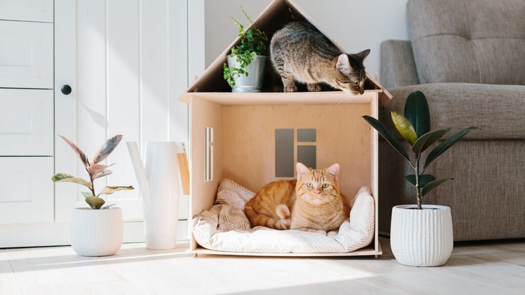 arredamento su misura di pet