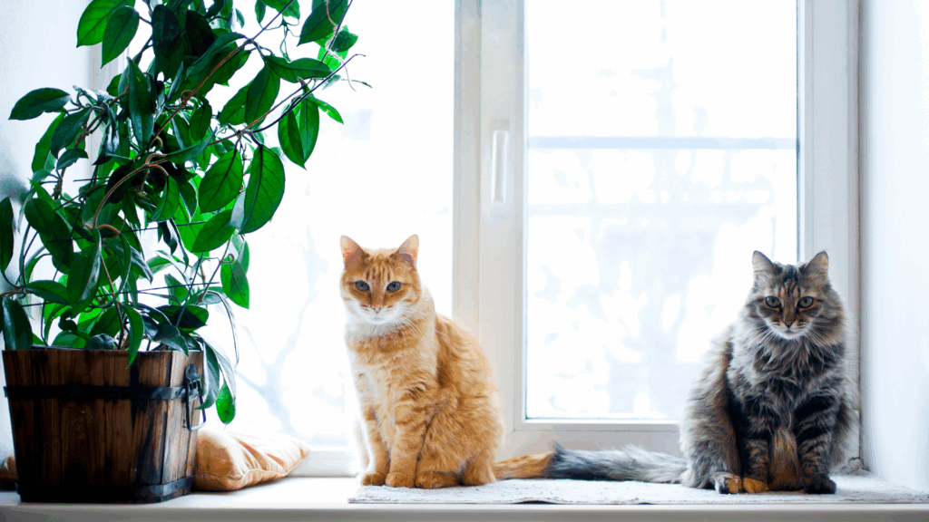 casa a prova di gatto