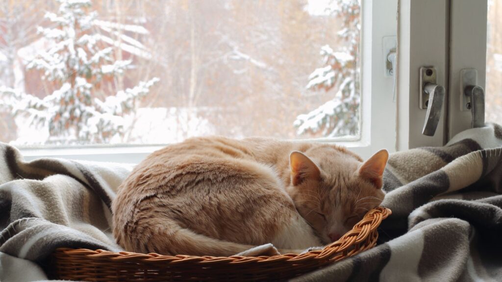 una-casa-a-prova-di-felino